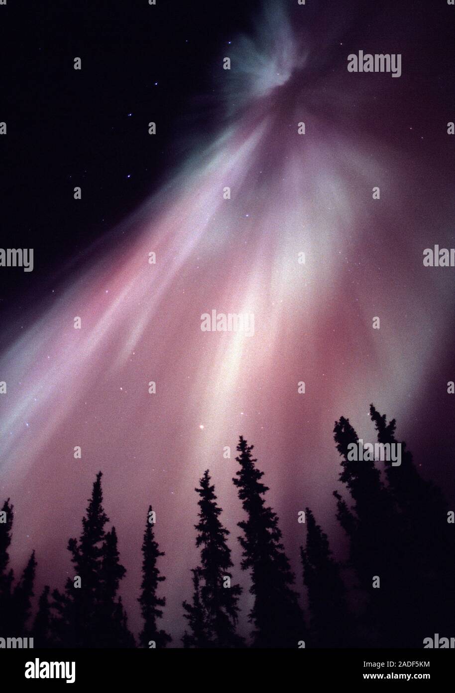Aurora borealis or northern lights display over silhouetted trees ...