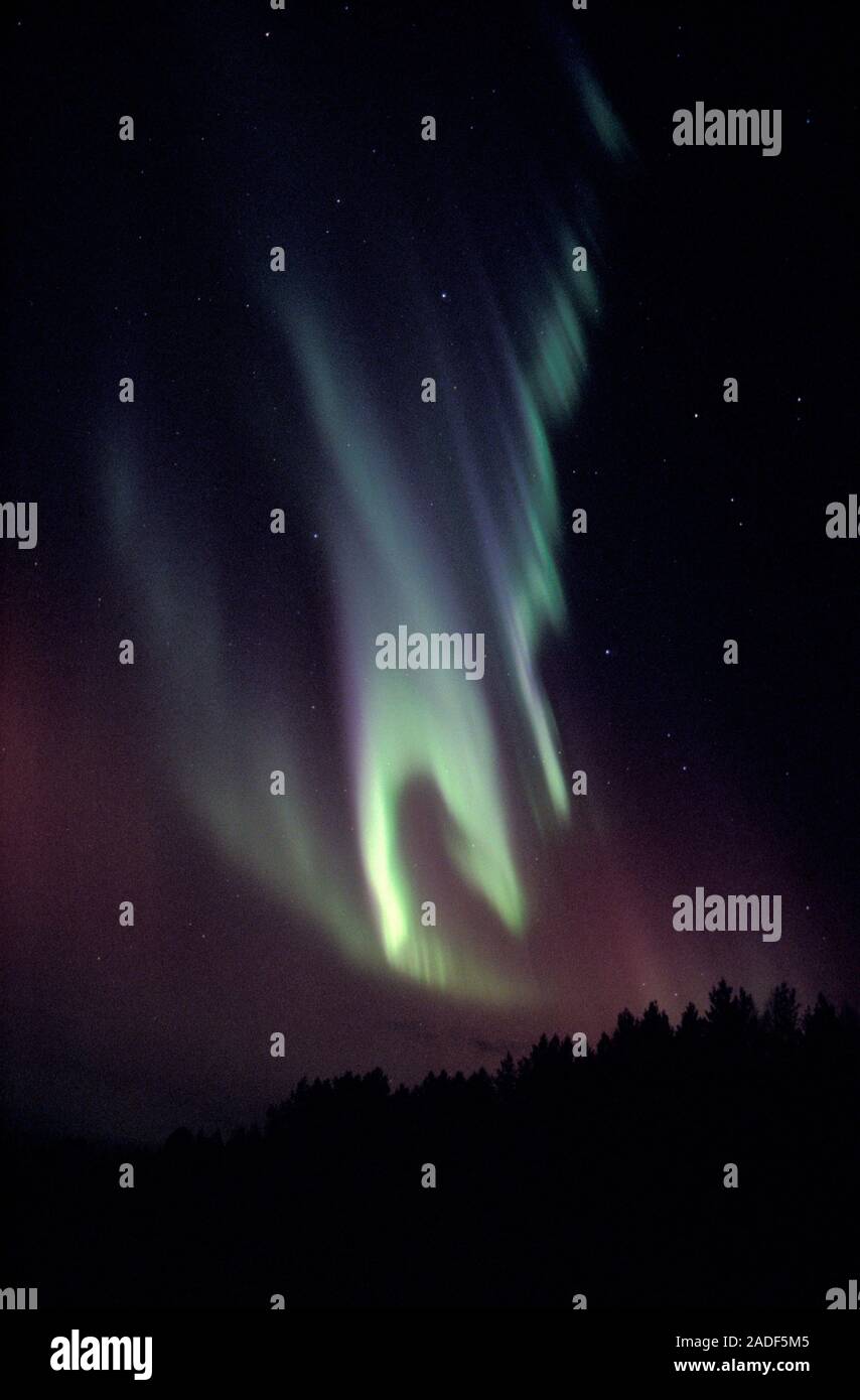 Aurora borealis or northern lights display over silhouetted conifer ...
