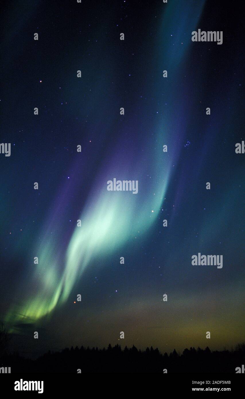 Aurora borealis or northern lights display over silhouetted conifer ...