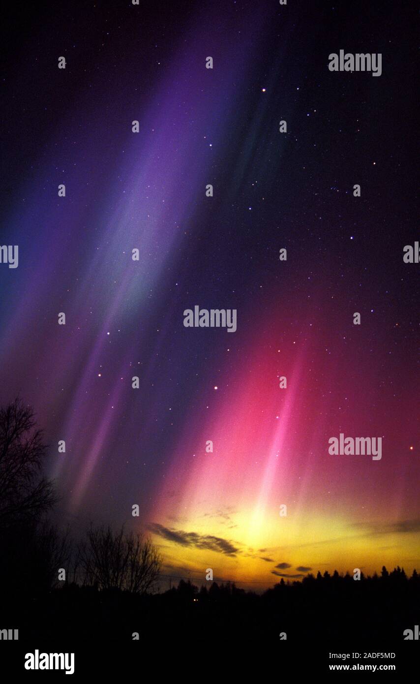 Aurora borealis or northern lights display over silhouetted conifer ...