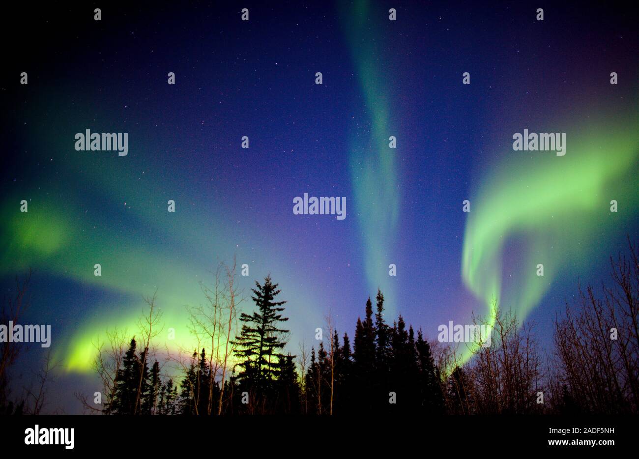 Aurora borealis over trees. The aurora borealis (northern lights) is an ...