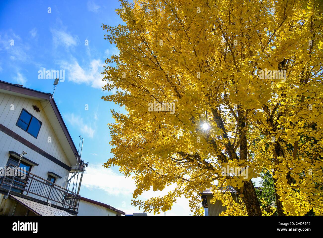 maidenhair tree, Ginkgo Tree, Gingko Tree, Ginko Tree (Ginkgo biloba), park  tree in autumn, Germany, Saxony, Dresden, Buergerwiese Stock Photo - Alamy