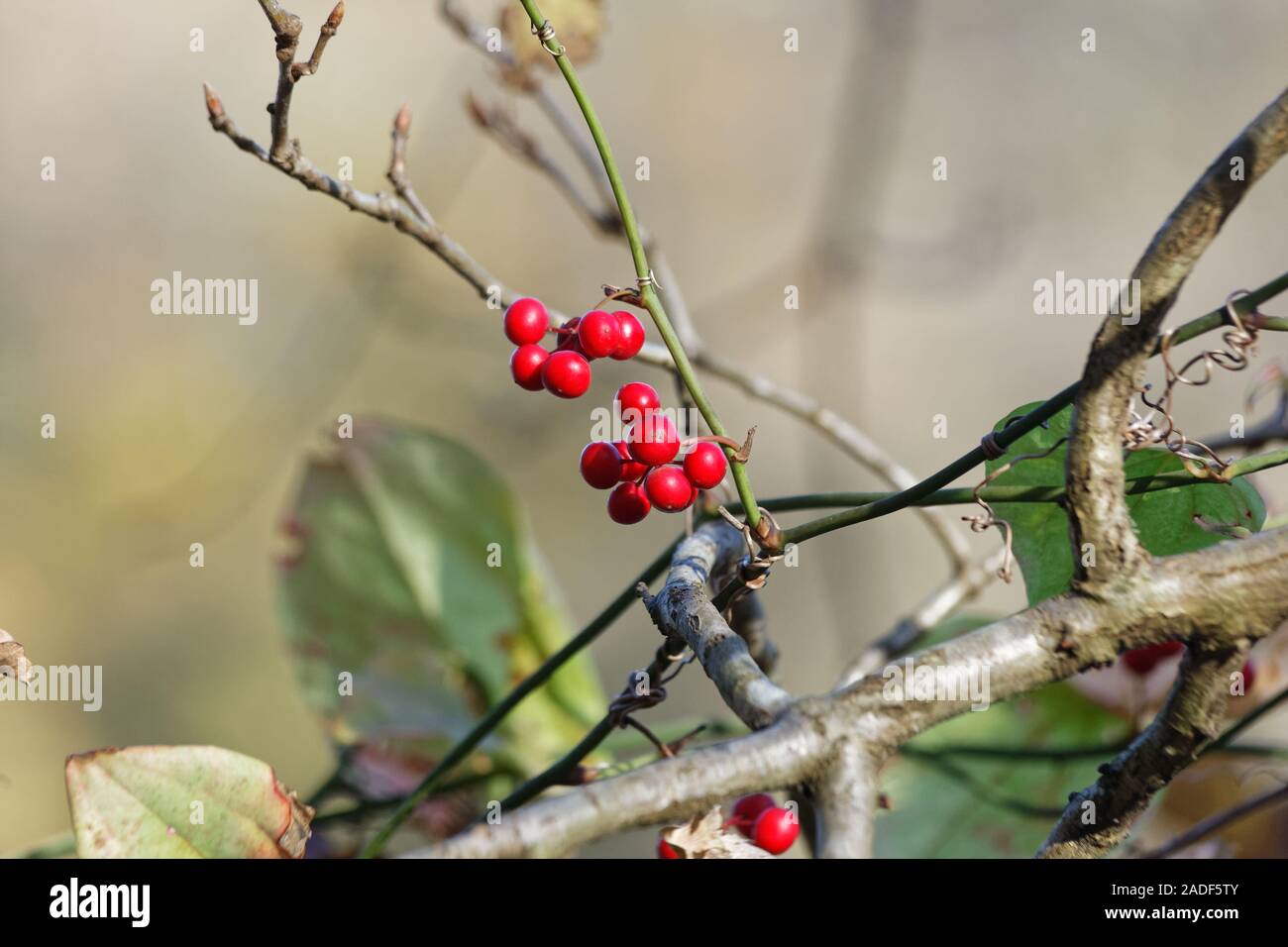 Natural Christmas berries in the wild with blurry background. Species Latin name is Ardisia Crenata Stock Photo