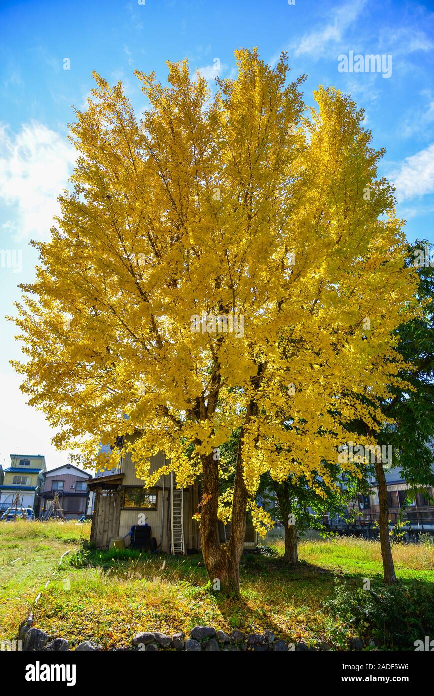 Ginko tree with yellow leaves at autumn in Kyoto, Japan