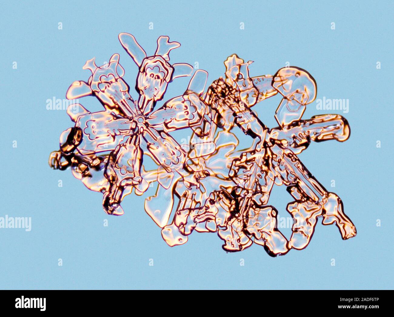 Snowflake Micrographs Plate snowflakes, light micrograph. Snowflakes are symmetrical ice ...