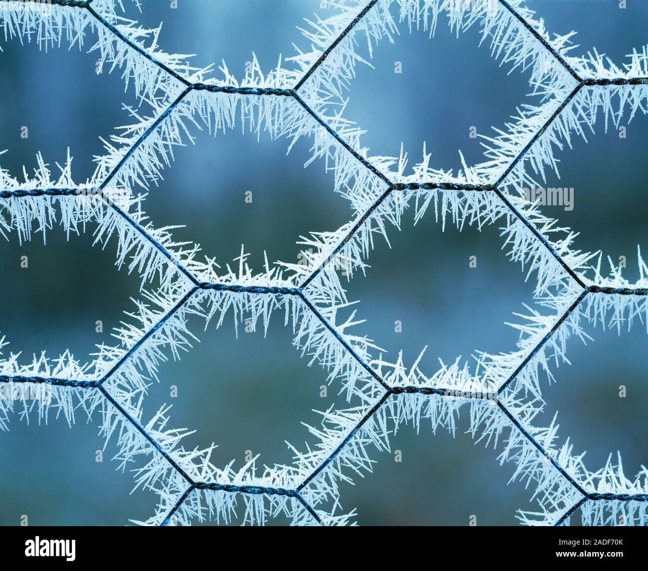 Hoar frost on a wire fence. Hoar frost forms in a similar way to dew ...