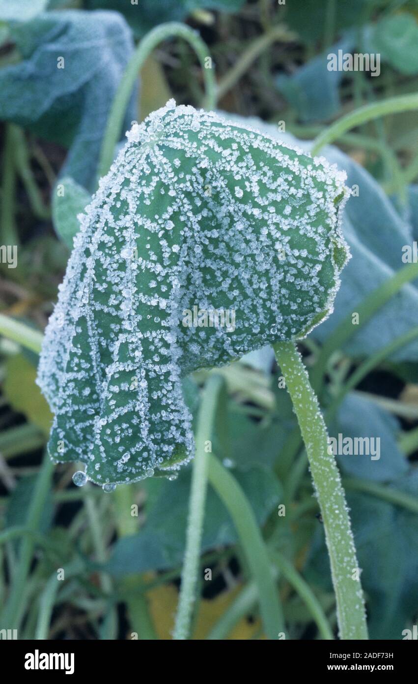 Frost on a leaf. Frost forms when the air is saturated with water vapour  and the temperature drops below freezing (zero degrees Celsius), causing  ice Stock Photo - Alamy