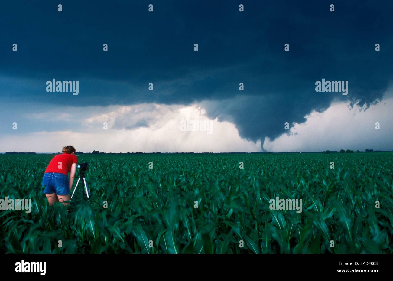 Tornado. Storm chaser observing a tornado from a crop field. A tornado