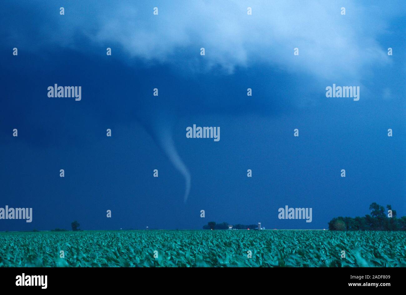 Tornado descending towards farmland at twilight. A tornado is a violent