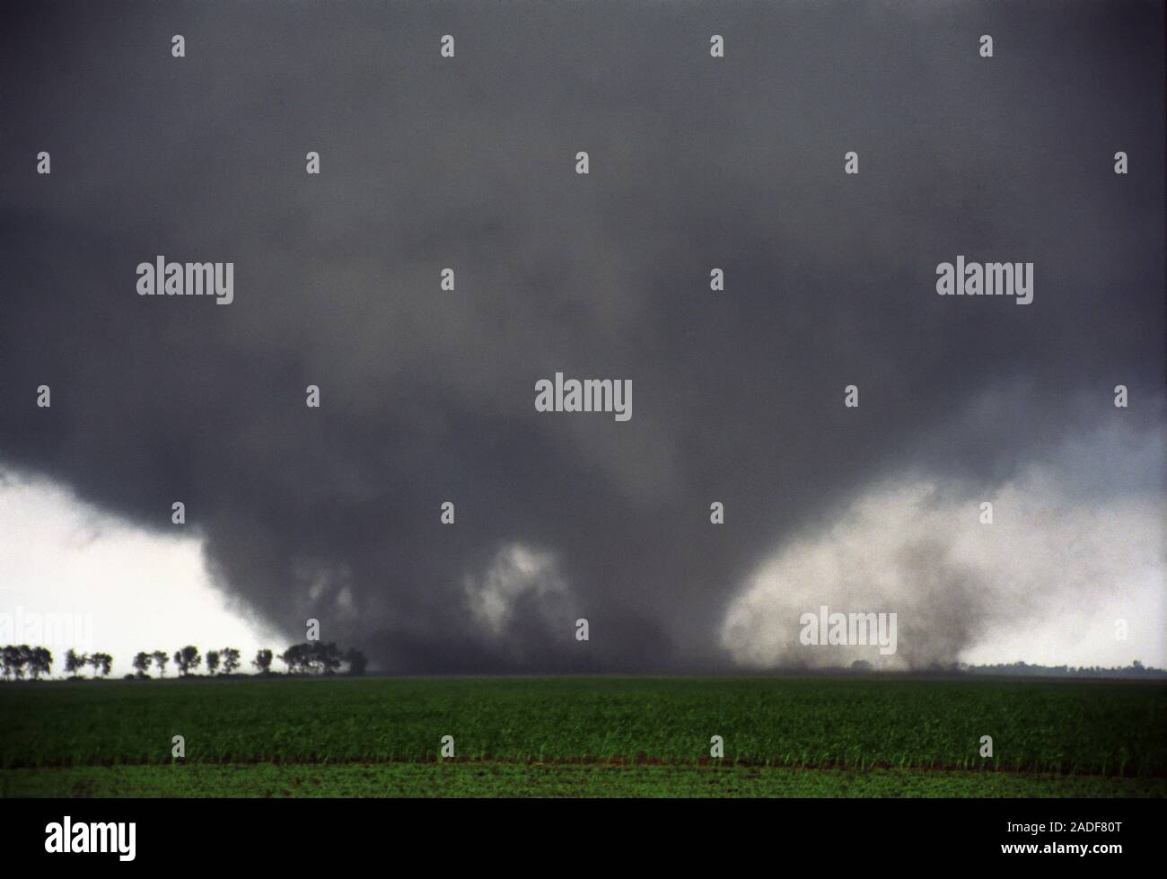 Multiple vortex tornado moving over farmland. A tornado is a violent