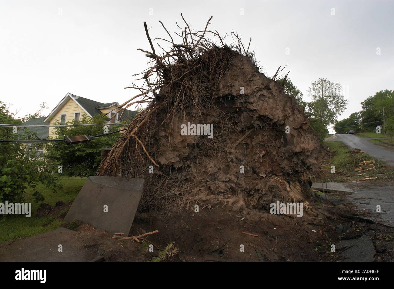 Tornado damage. Massive tree uprooted by a powerful tornado or twister