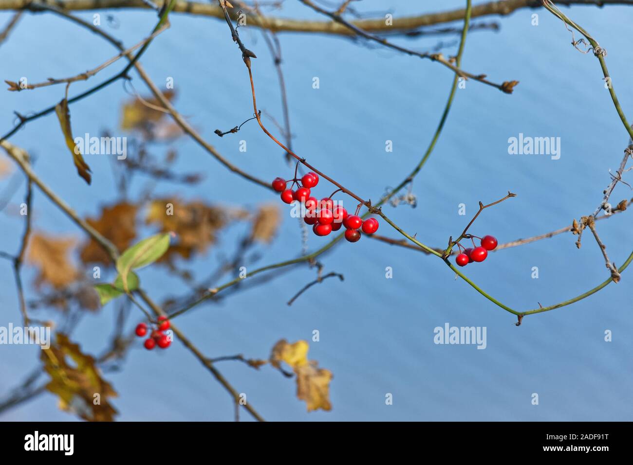 Natural Christmas berries in the wild with blurry water background. Latin name is Ardisia Crenata. Stock Photo