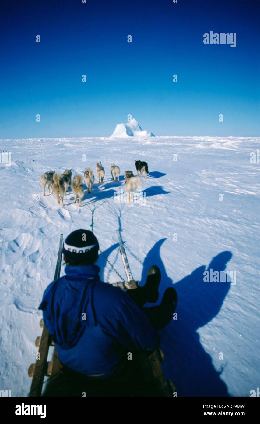Dog sledding. Team of husky dogs (Canis familiaris) pulling an Inuit Eskimo sled over Arctic sea