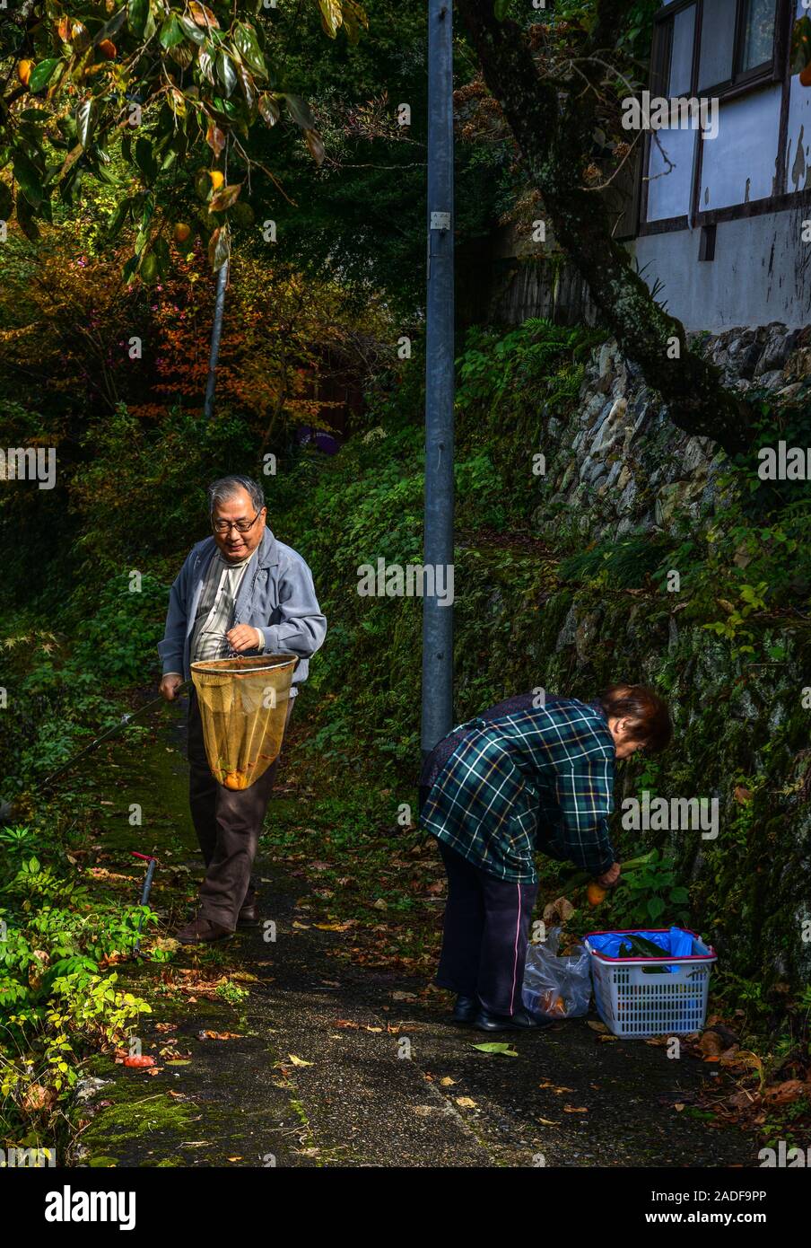 Kyoto, Japan - Nov 12, 2019. A senior couple picking persimmons from the tree at countryside of Kyoto, Japan. Stock Photo