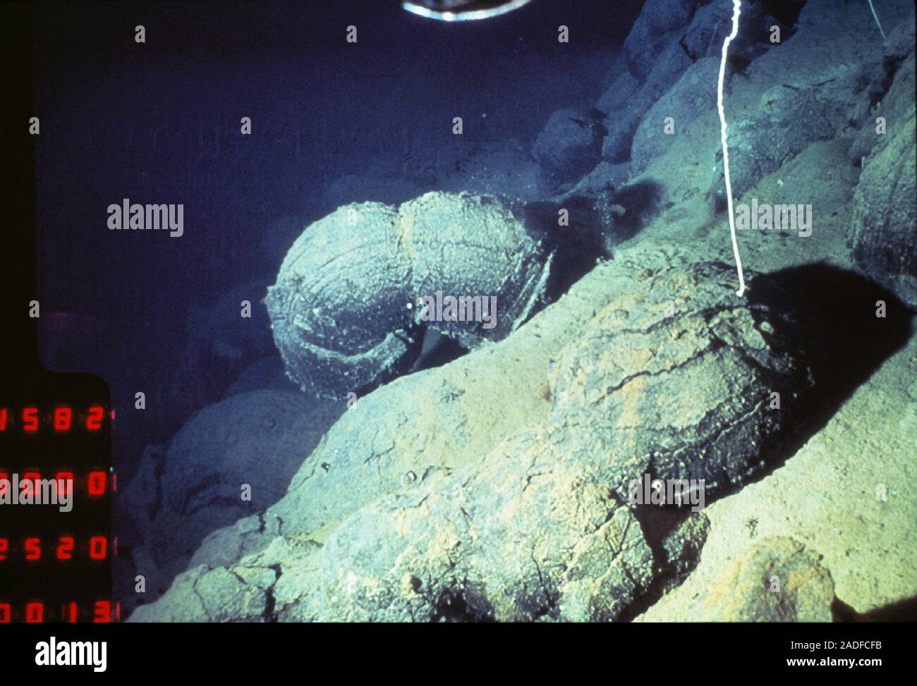 Pillow lava, formed at a deep ocean hydrothermal vent. Pillow lava