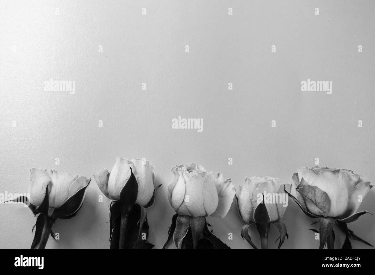 Monochrome photography gray background with roses lying on the bottom edge of the layout template. Creative blank card for invitation, greetings with Stock Photo