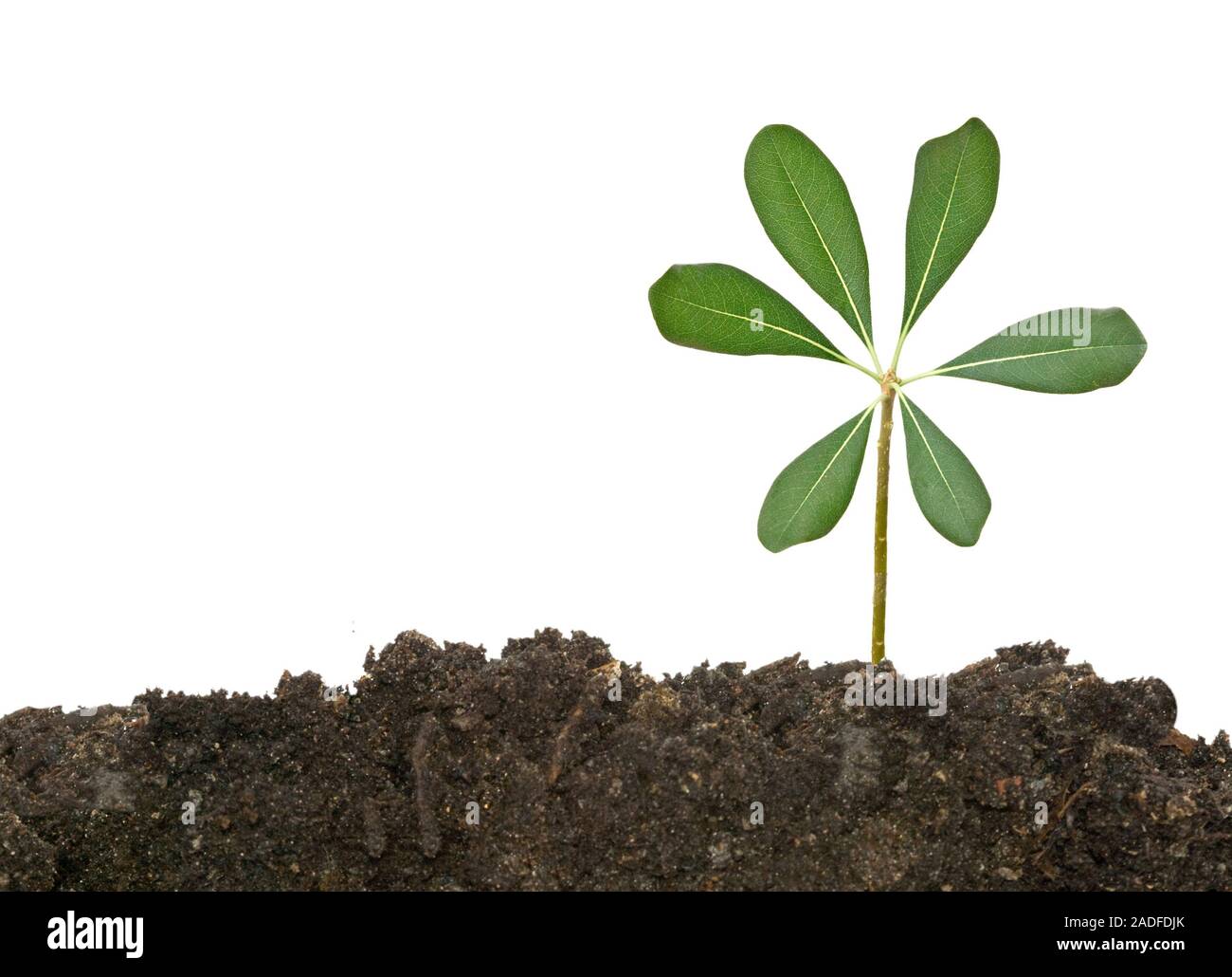 Tree in soil Stock Photo - Alamy