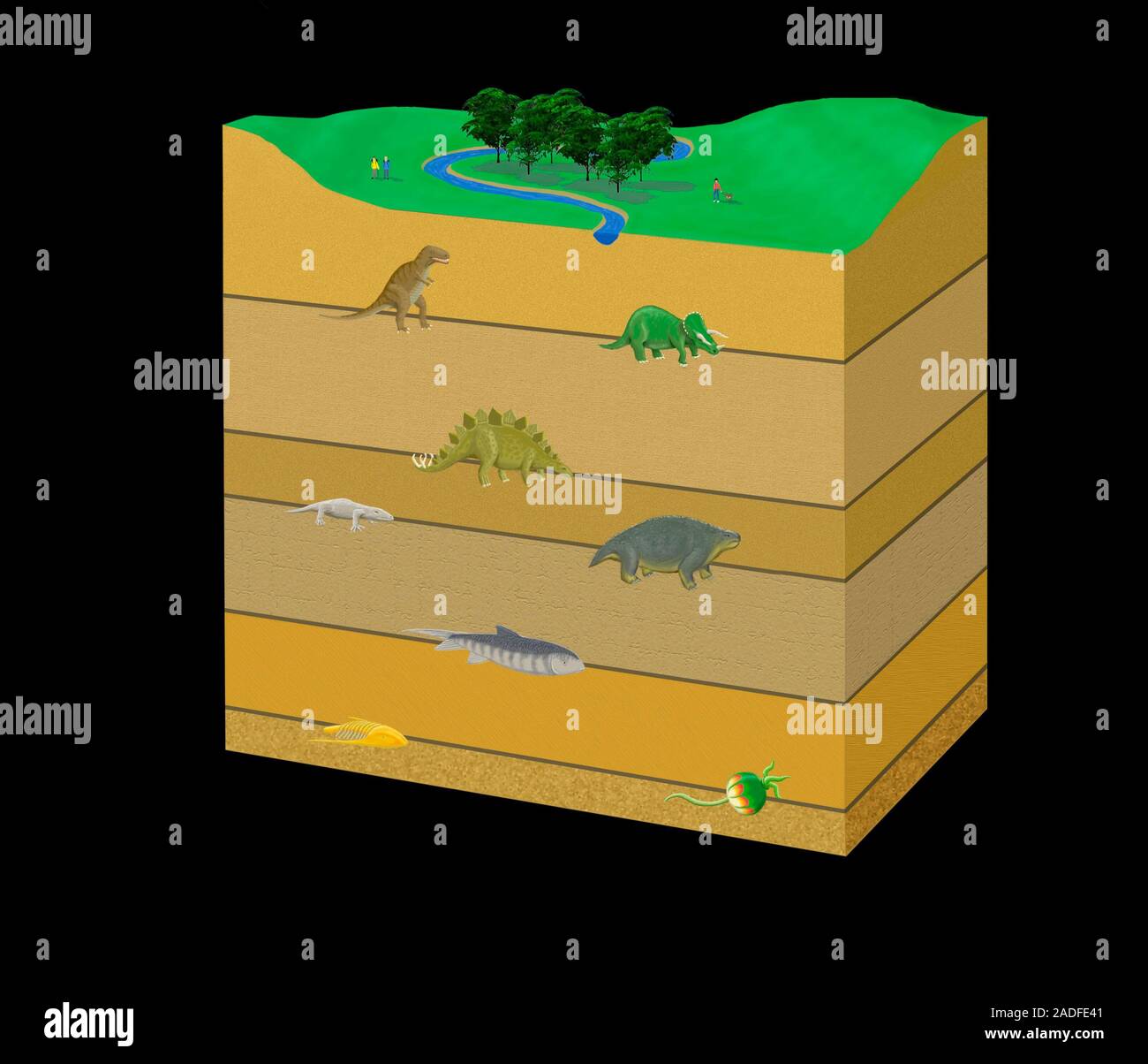 Extinction And Evolution Mass extinction events. Artwork of mass extinction events of life on ...