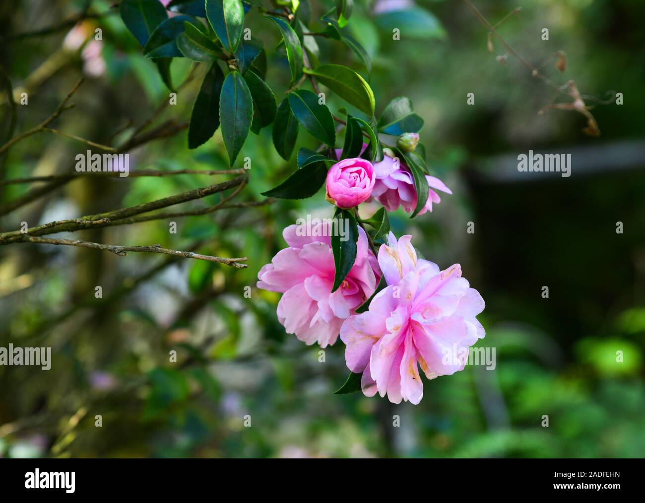 Pink camellia flowers open on a large camellia tree in Kyoto, Japan