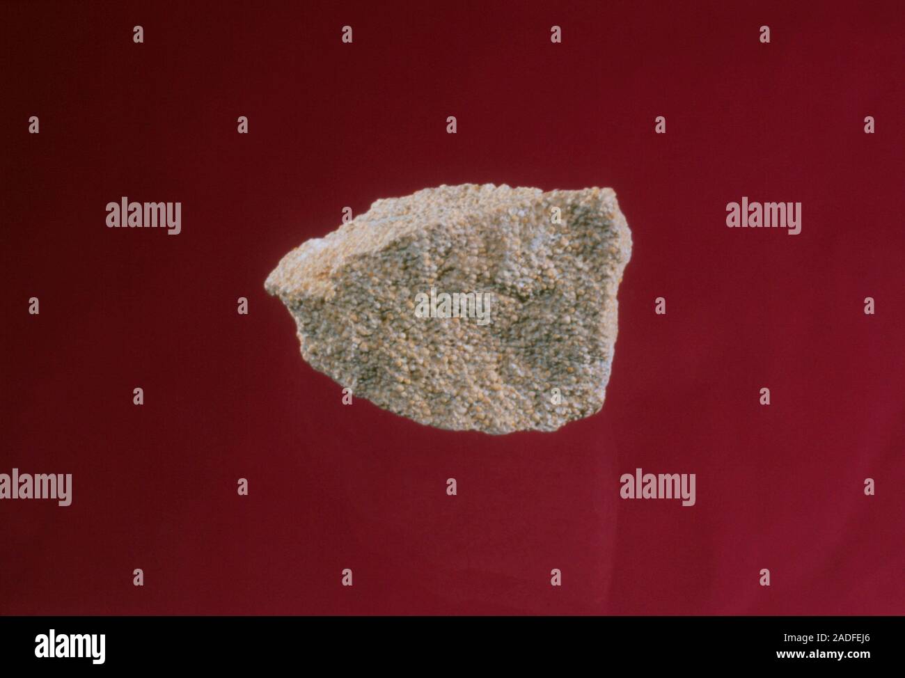 Oolitic limestone. Cut surface of oolitic lime stone, a type of