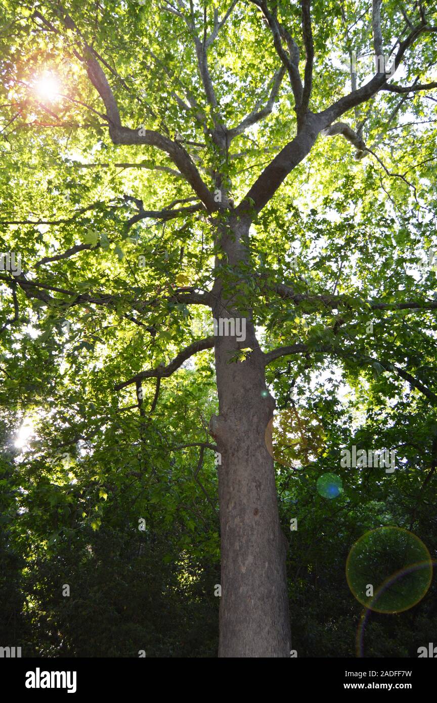 The View From Below To The Top Of A Huge Sycamore Tree And The Sun's ...