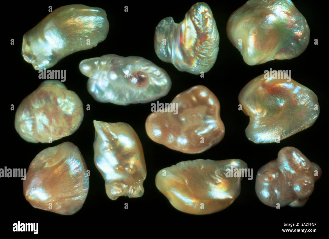 Natural pearls from freshwater mussels. Pearls are accretions of nacre