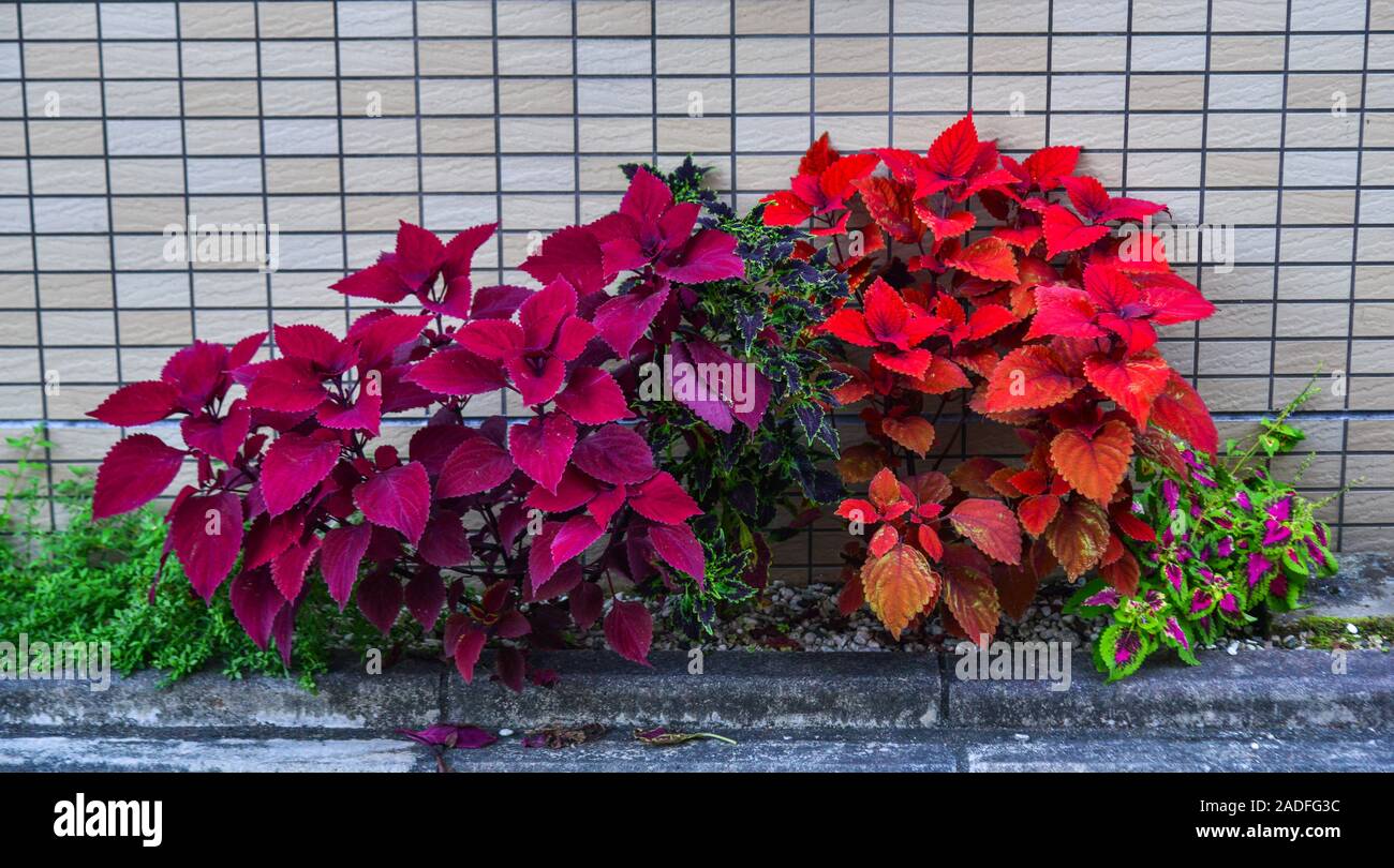 Small Plants With Red Leaves For Decoration At The Rural House In Tokyo Japan Stock Photo Alamy