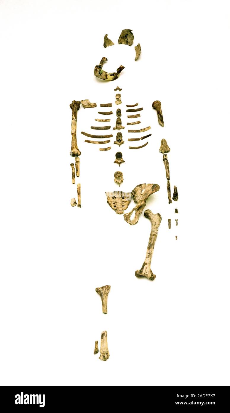Fossil hominid skeleton australopithecus afarensis known as lucy al