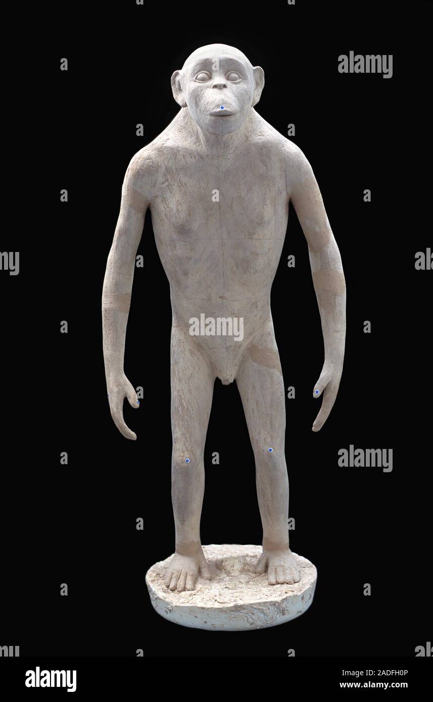 Orrorin tugenensis child, model used for a documentary on human ...