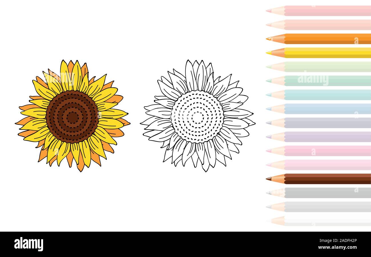 sunflower for coloring book with pencils vector illustration EPS10 Stock Vector