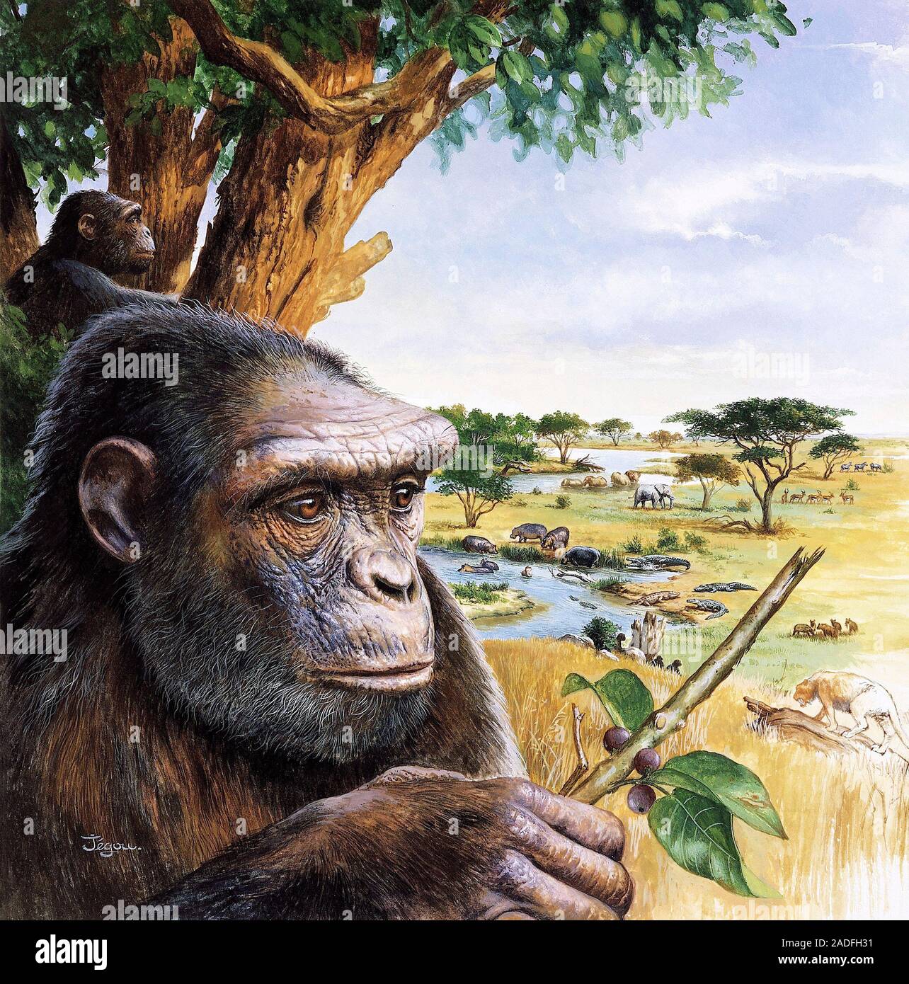 Early Hominid Artwork Of Sahelanthropus Tchadensis A Miocene Ape 