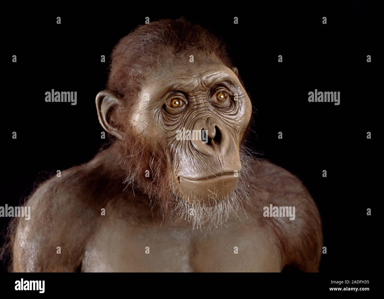 Australopithecus Africanus