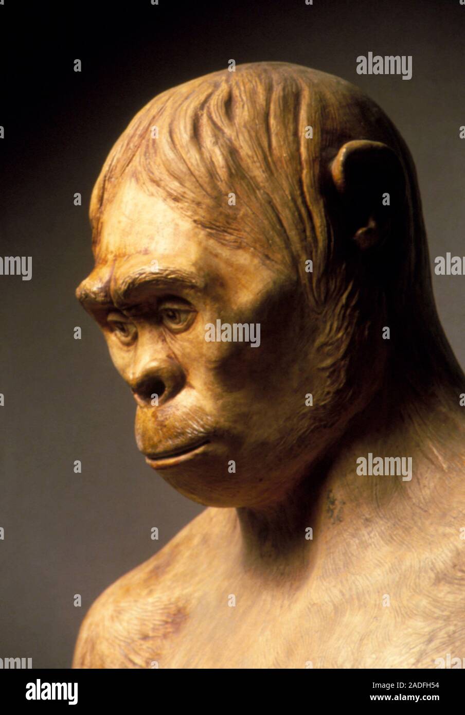 Java Head Photograph Java Man. Reconstruction of the head of Java Man made by the Dutch ...