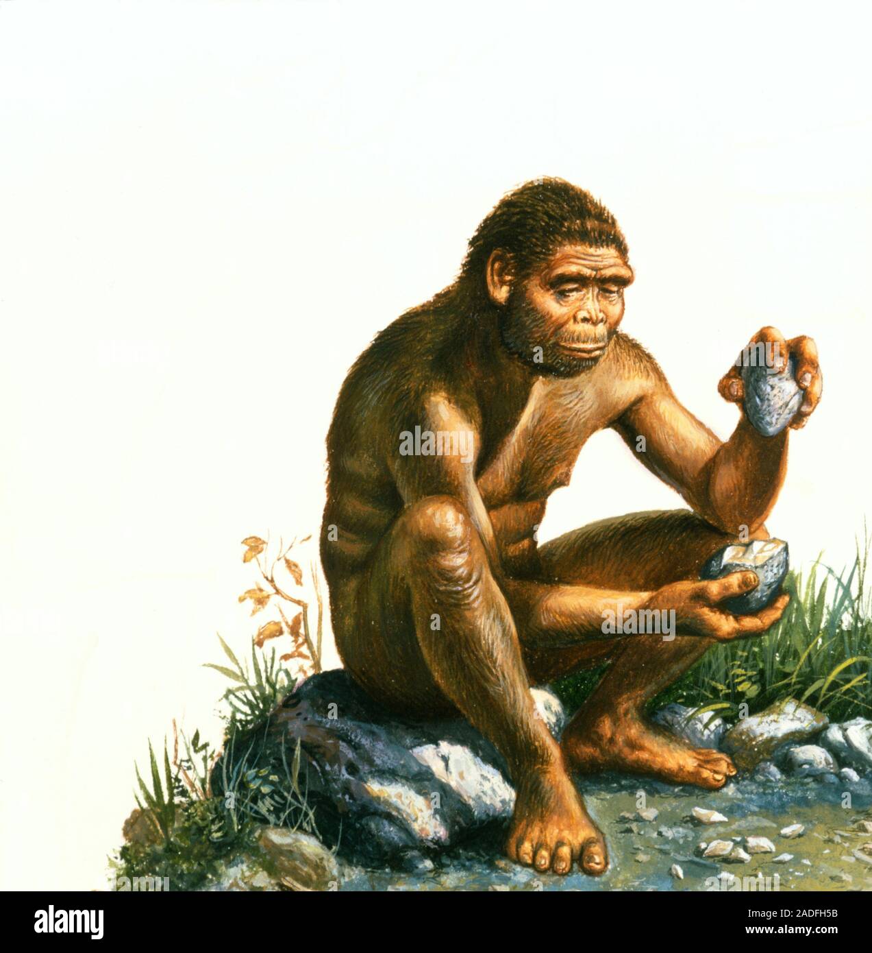 Homo Habilis Artwork Of A Male Homo Habilis Sitting On A Rock Whilst Homo Habilis Artwork Of A Male Homo Habilis Sitting On A Rock Whilst