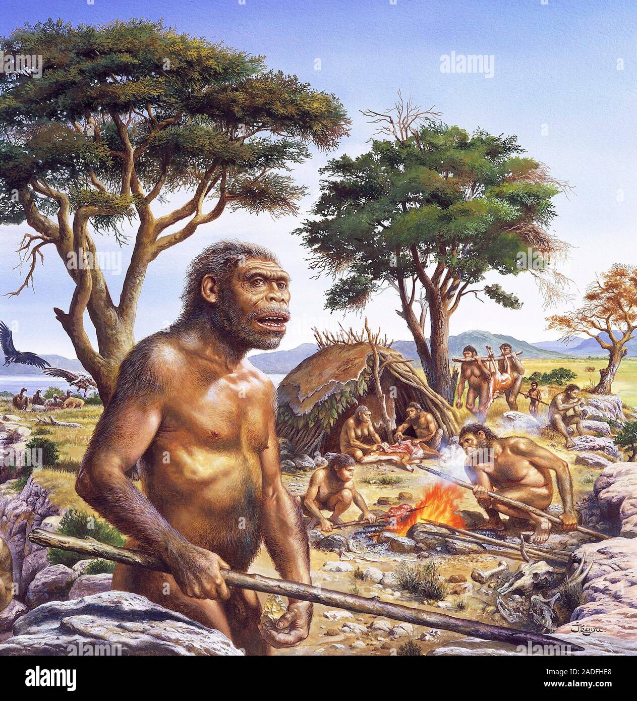 Предки людей жили на земле. Человек прямоходящий homo Erectus. Хомо хабилис эпоха. Архантропы (homo Erectus). Человек прямоходящий Африки homo Erectus.