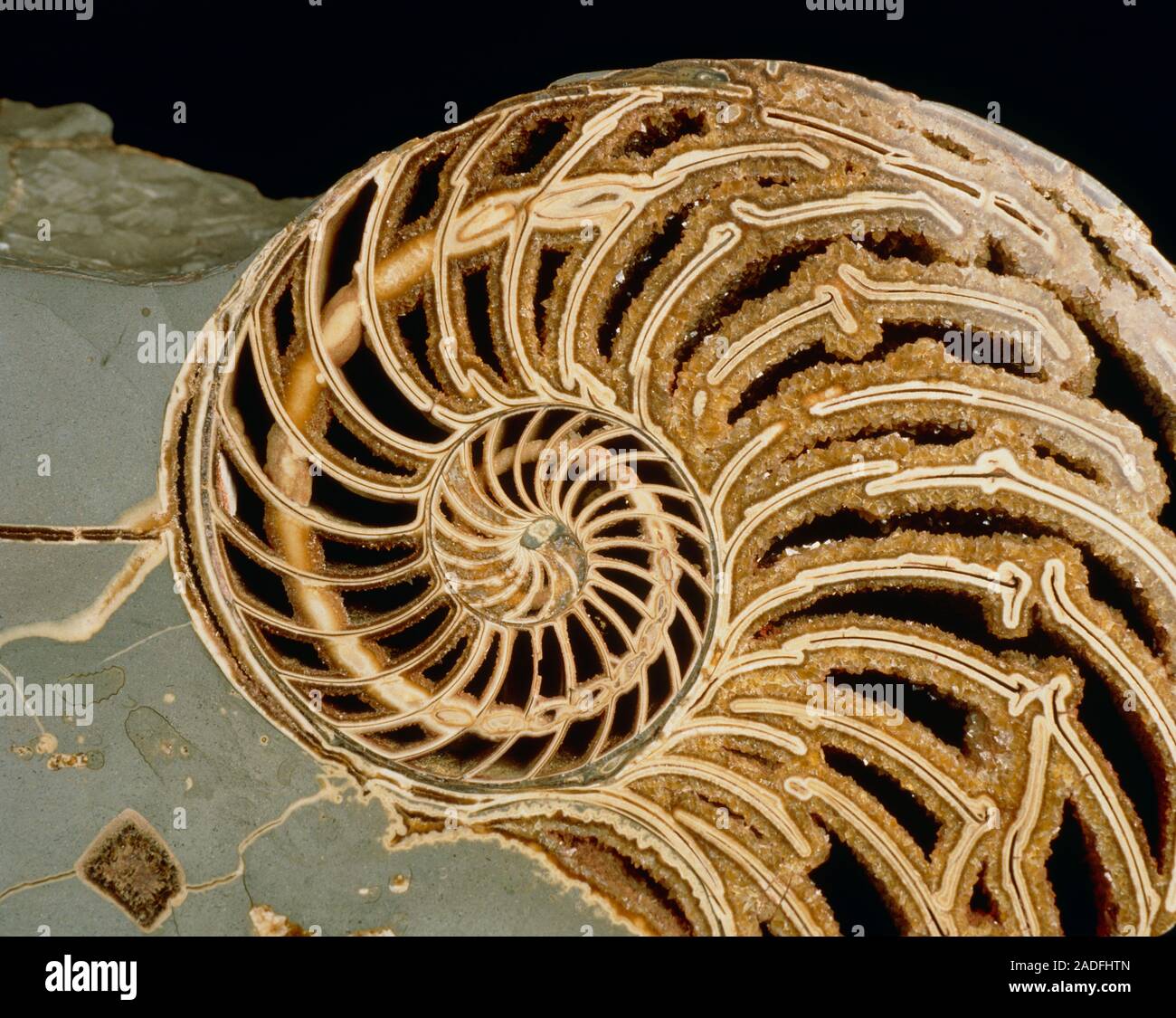 Fossilized Nautilus Shell Nautilus Striatus From The Lower Jurassic Period 195 To 172 M Y Found In Lyme Regis Nautilus A Cephalopod Is Repres Stock Photo Alamy Fossilized Nautilus Shell Nautilus Striatus From The Lower Jurassic Period 195 To 172 M Y Found In Lyme Regis Nautilus A Cephalopod Is Repres Stock Photo Alamy