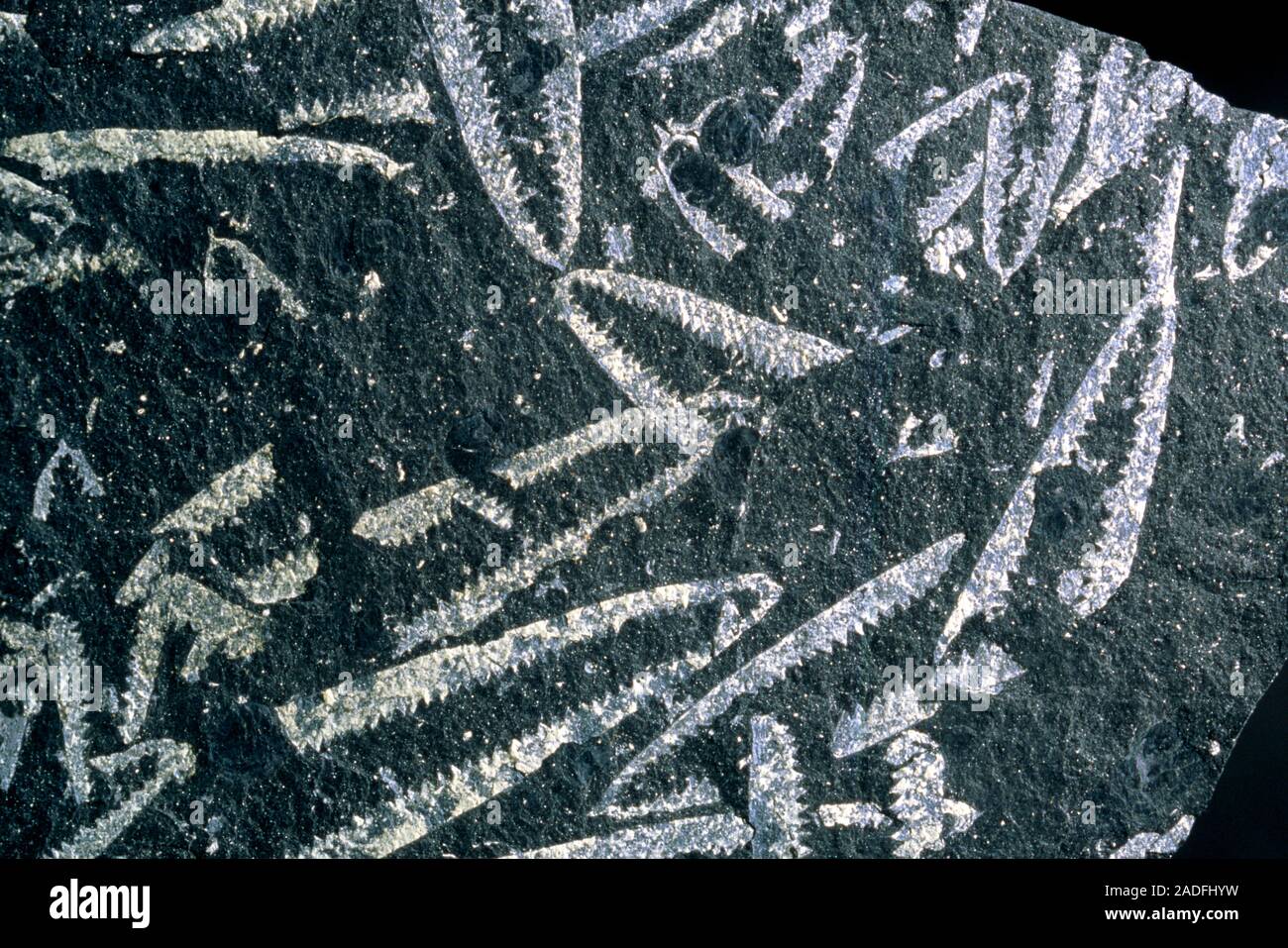 Граптолиты. Граптолиты. Граптолиты силур. Силурийский период граптолиты. Граптолиты.