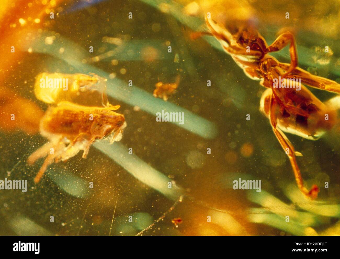 Fossil flea in amber. Close-up of a fossilized flea (order Siphonaptera ...