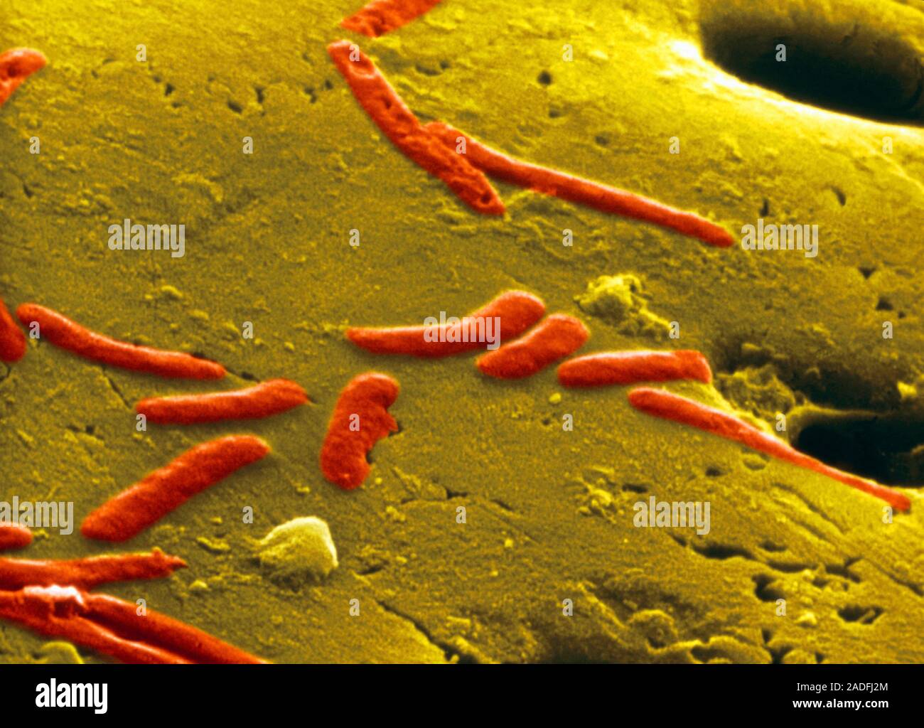 Fossilised bacteria. Coloured Scanning Electron Micrograph (SEM) of a ...