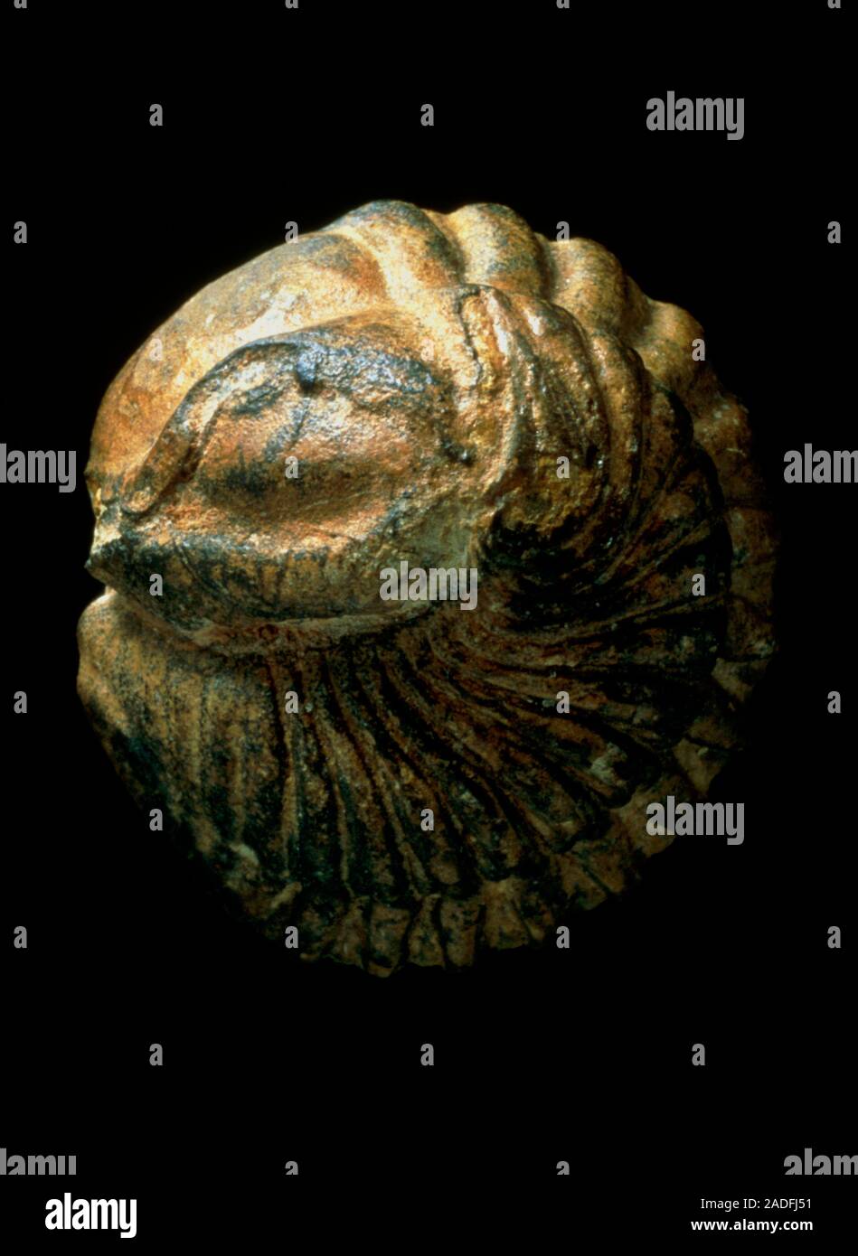 Trilobite fossil. Fossilised Calymenella sp. trilobite, rolled into a ...