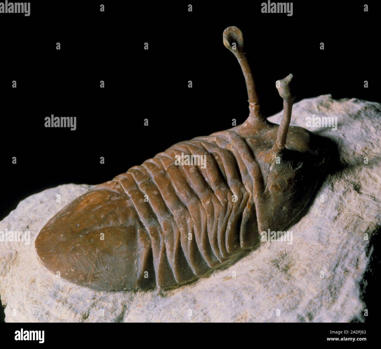 Туллимонстр окаменелости. Первые сегментированные животные. Какой червь изображен на рисунке. Yunnanozoon lividum. Первые сегментированные животные.