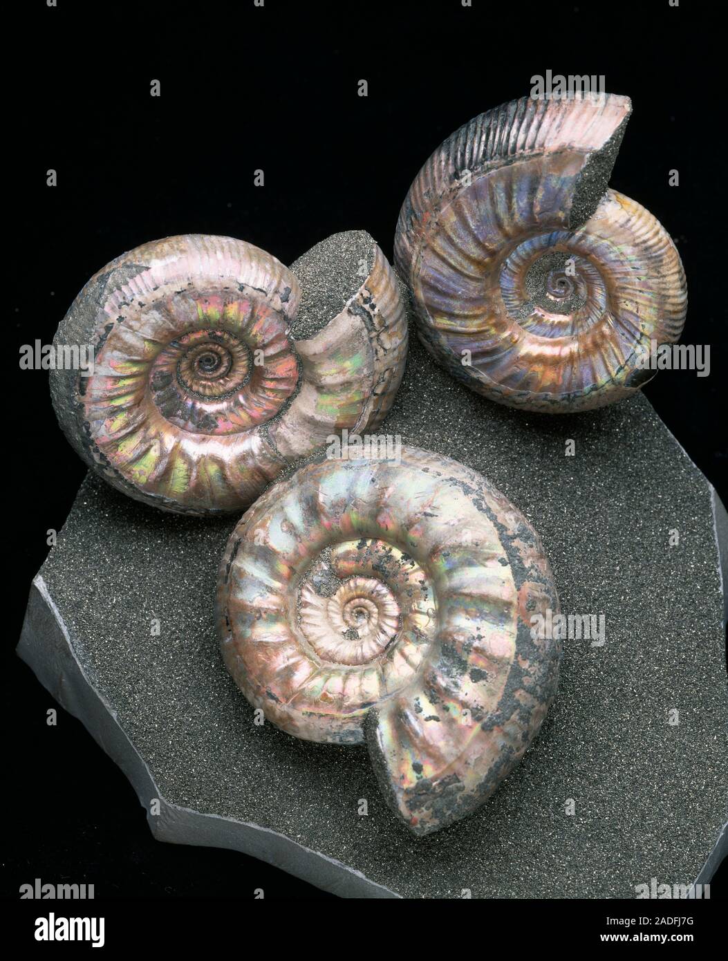 Ammonite fossils. Fossilized shells of two unidentified ammonites ...