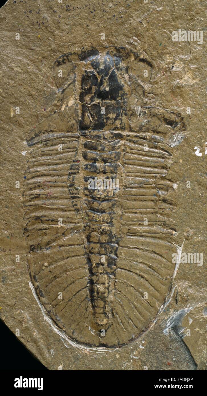 Fossil trilobite preserved in siltstone, from the Burgess Shale area