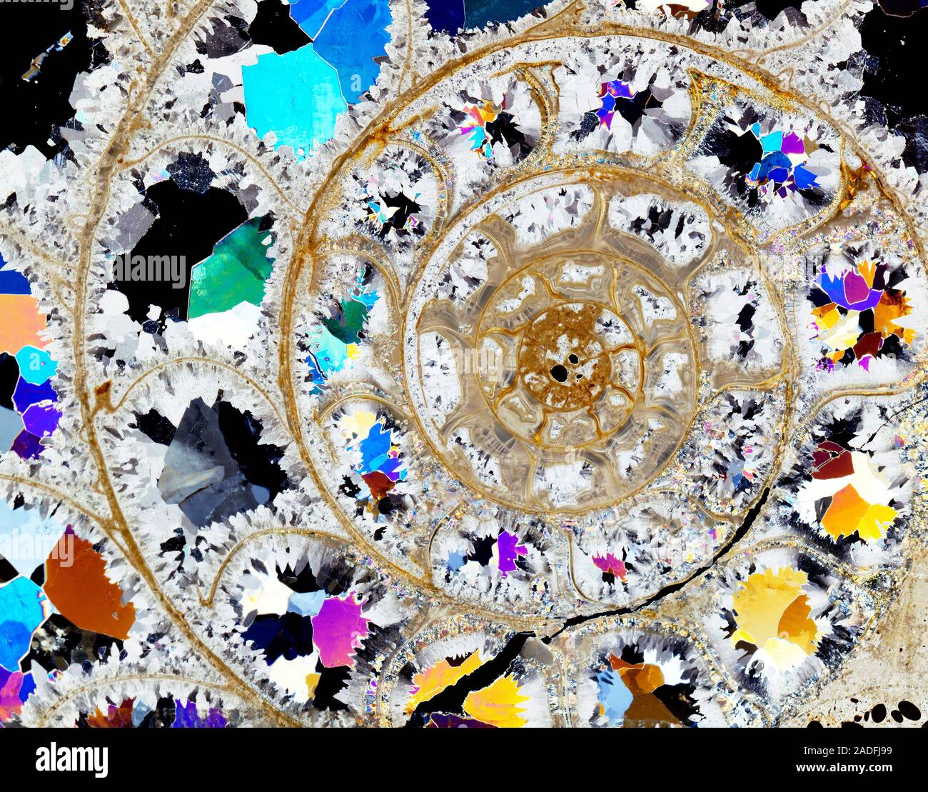 Ammonite. Polarised light micrograph of a thin section through a ...