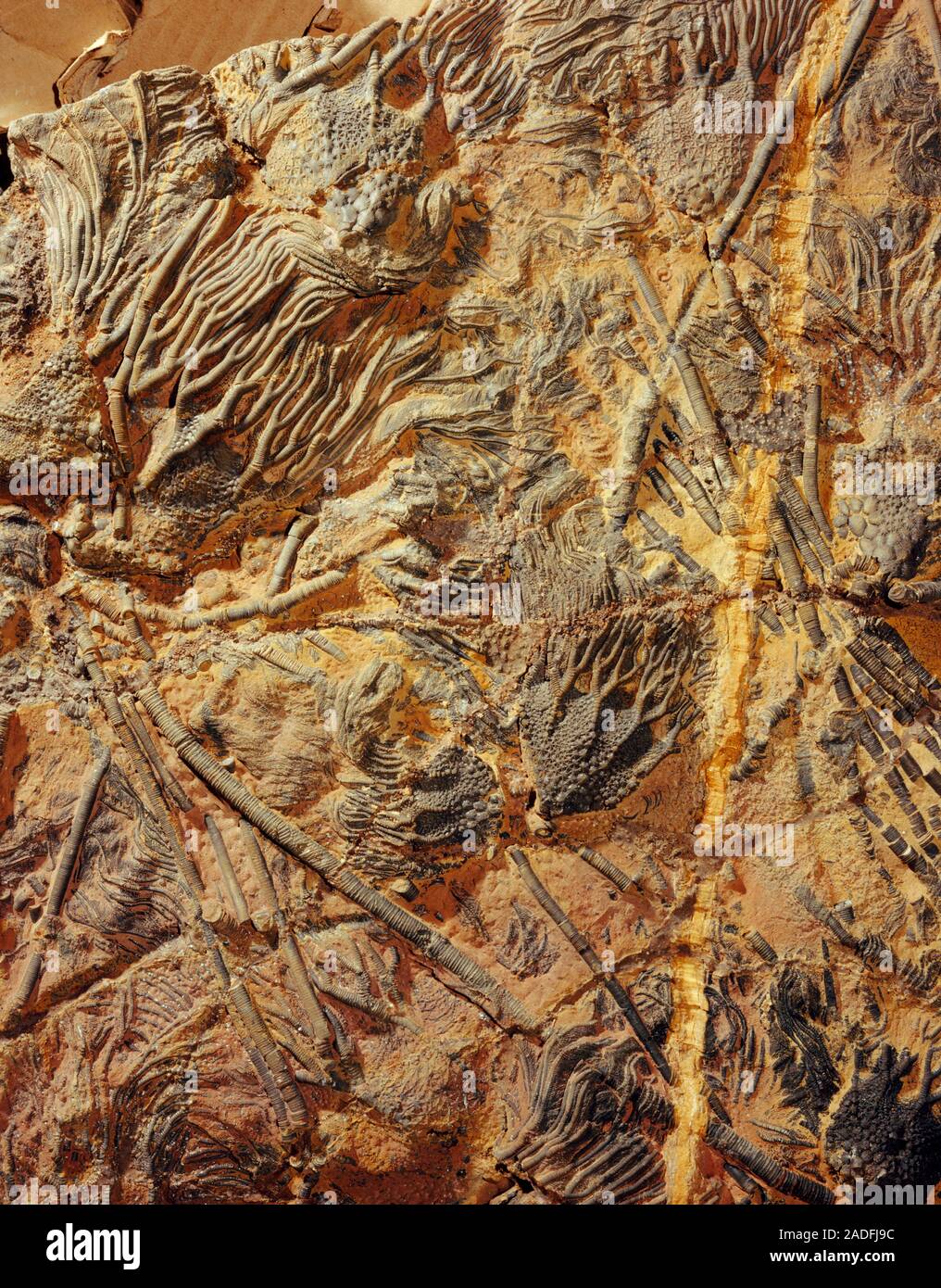 Fossil crinoids or sea lilies. These are marine invertebrates ...