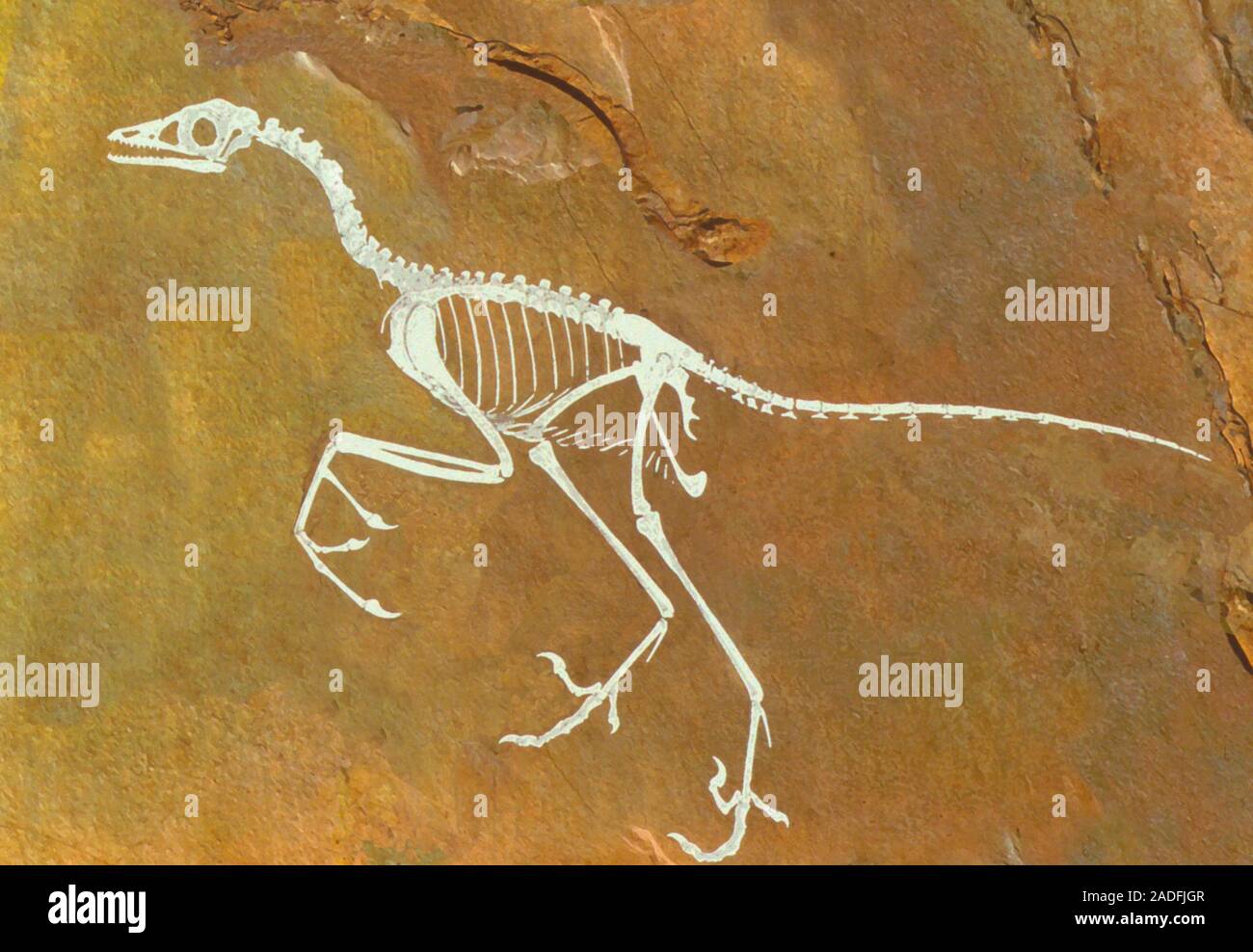 дейноних скелет. задние конечности археоптерикса. скелет археоптерикса. анатомия археоптерикса. археоптерикс скелет.