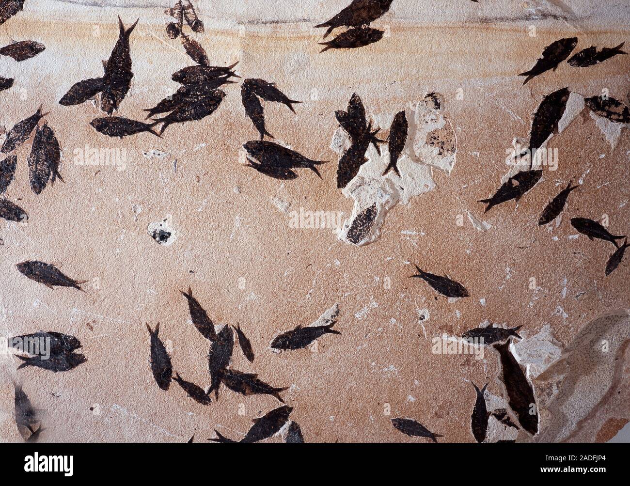 Fossilised fish in a slab of sediment. These fish belong to the extinct