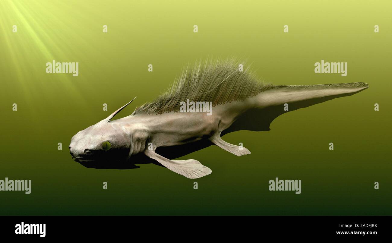 Listracanthus shark. Artwork of a Listracanthus shark swimming. This genus of prehistoric shark existed during the late Carboniferous period (roughly Stock Photo