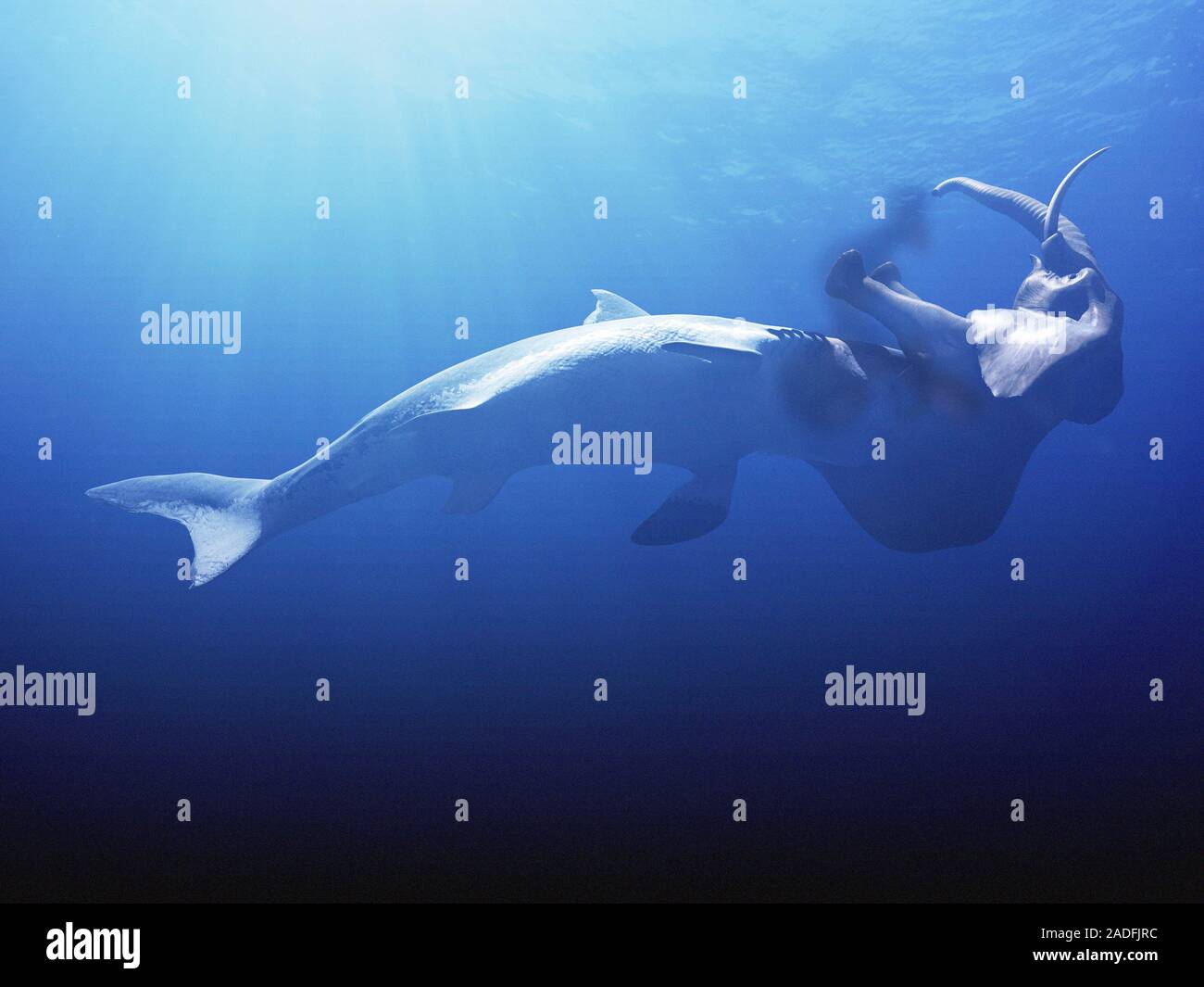 Megalodon prehistoric shark with elephant, artwork. Megalodon (Carcharocles  megalodon) lived between around 20 and 1.2 million years ago, and is known  Stock Photo - Alamy, image size:1300x1065