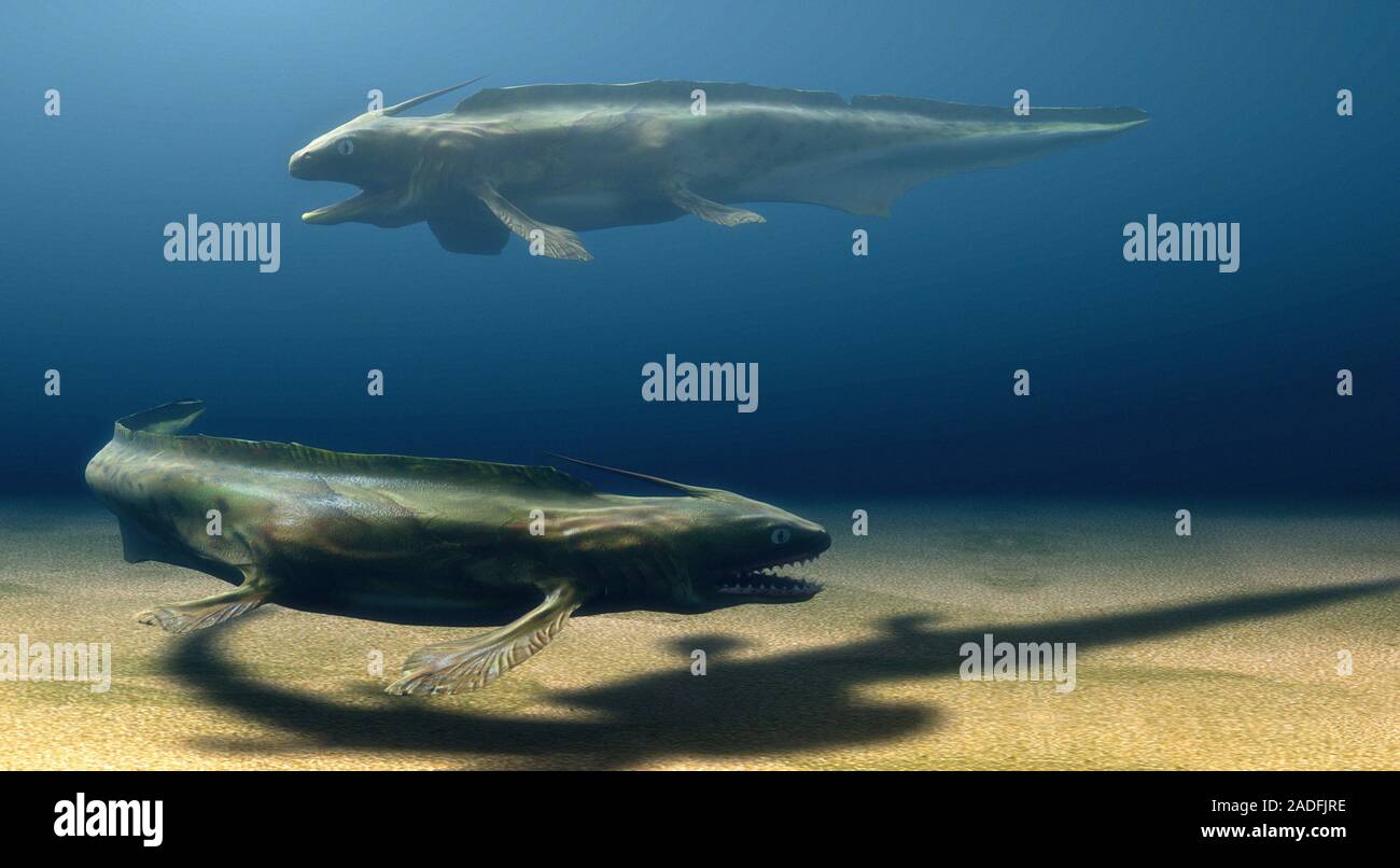 Xenacanthus Sharks Artwork Of Two Xenacanthus Sharks Swimming This Genus Of Prehistoric Shark